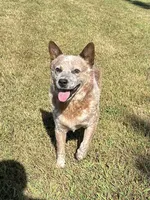 Tito, a male Australian Cattle Dog for sale in Spring Hope, NC – 2 of 3