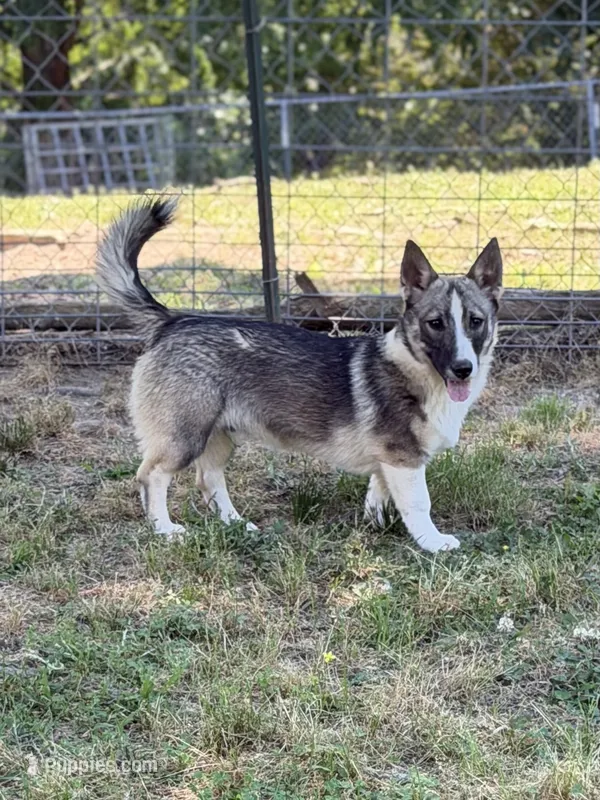 Ursula M2 – Swedish Vallhund puppy for sale in Spring Hope, NC