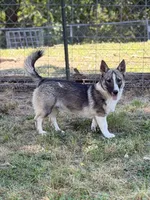 Ursula M2, a male Swedish Vallhund for sale in Spring Hope, NC – 1 of 8