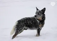 River G3, a female Australian Cattle Dog for sale in Spring Hope, NC – 3 of 4