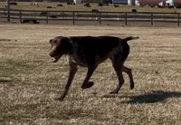 Kenly, a female German Shorthaired Pointer for sale in Spring Hope, NC – 3 of 3