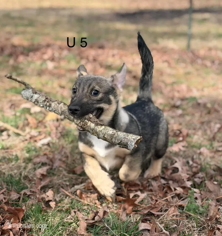 Ursula M5 – Swedish Vallhund puppy for sale in Spring Hope, NC