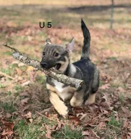 Ursula M5, a male Swedish Vallhund for sale in Spring Hope, NC – Photo 1 of 7