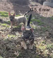 Ursula M5, a male Swedish Vallhund for sale in Spring Hope, NC – Photo 3 of 7