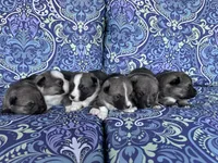 processed/0ecc711e-141d-494d-84fb-11d31f8960e2/listing/52f6d76c-74a6-4f4f-81b9-461bdde7c1ab/9b7c86b0-5002-4f44-9297-043cfdc46c81