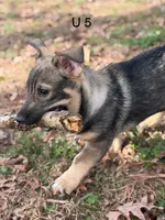 Ursula M5, a male Swedish Vallhund for sale in Spring Hope, NC – Photo 2 of 7