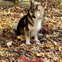 Ursula M5, a male Swedish Vallhund for sale in Spring Hope, NC – Photo 7 of 7