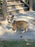 Rose, a female Pembroke Welsh Corgi for sale in Spring Hope, NC – 5 of 7