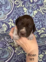 Liver roan M1, a male German Shorthaired Pointer for sale in Spring Hope, NC – Photo 1 of 4