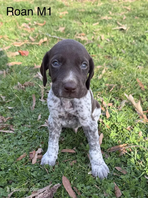 Liver roan M1 – German Shorthaired Pointer puppy for sale in Spring Hope, NC