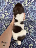 Liver roan M1, a male German Shorthaired Pointer for sale in Spring Hope, NC – Photo 2 of 4