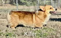 LM 1, a male Pembroke Welsh Corgi for sale in Spring Hope, NC – 4 of 4