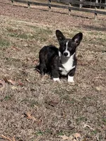 Ivy, a female Cardigan Welsh Corgi for sale in Spring Hope, NC – Photo 2 of 4
