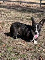 Ivy, a female Cardigan Welsh Corgi for sale in Spring Hope, NC – Photo 1 of 4