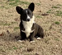 Ivy, a female Cardigan Welsh Corgi for sale in Spring Hope, NC – Photo 4 of 4