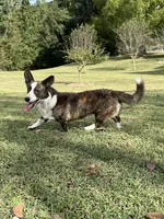 Ivy, a female Cardigan Welsh Corgi for sale in Spring Hope, NC – Photo 3 of 4