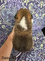 Daisy M2, a male Pembroke Welsh Corgi for sale in Spring Hope, NC – 2 of 4