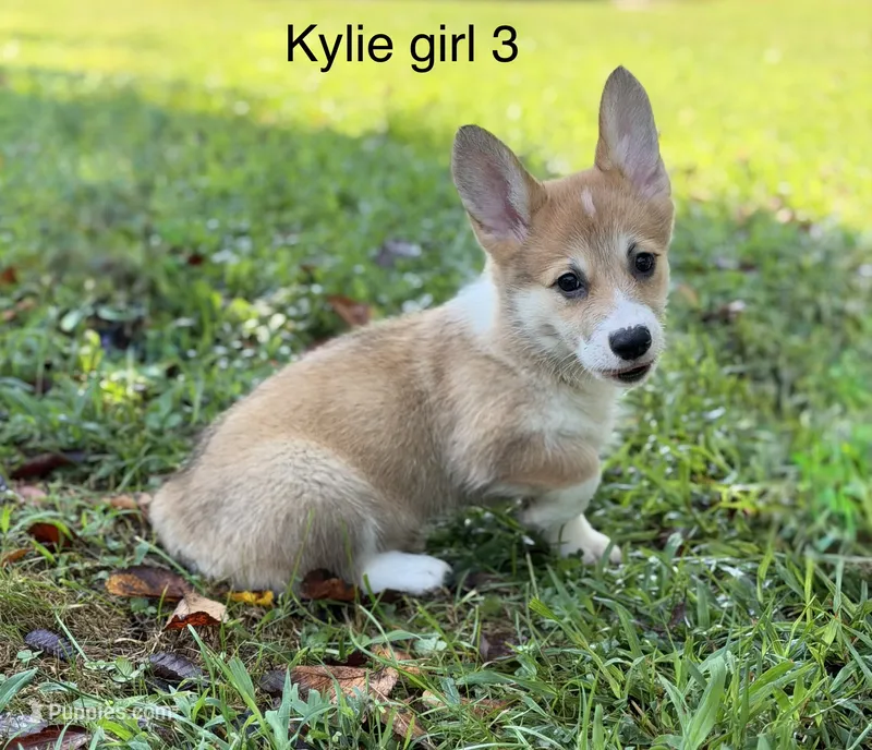KF 3 – Pembroke Welsh Corgi puppy for sale in Spring Hope, NC