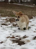 LM 3, a male Pembroke Welsh Corgi for sale in Spring Hope, NC – Photo 2 of 8