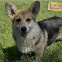 LM 4, a male Pembroke Welsh Corgi for sale in Spring Hope, NC – Photo 6 of 6