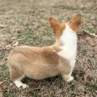 LM 4, a male Pembroke Welsh Corgi for sale in Spring Hope, NC – Photo 1 of 6