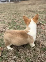 LM 3, a male Pembroke Welsh Corgi for sale in Spring Hope, NC – Photo 3 of 8