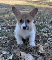 LM 3, a male Pembroke Welsh Corgi for sale in Spring Hope, NC – Photo 4 of 8