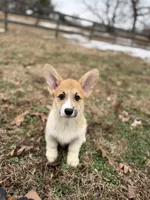 LM 3, a male Pembroke Welsh Corgi for sale in Spring Hope, NC – Photo 1 of 8