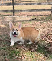 LM 4, a male Pembroke Welsh Corgi for sale in Spring Hope, NC – Photo 3 of 6