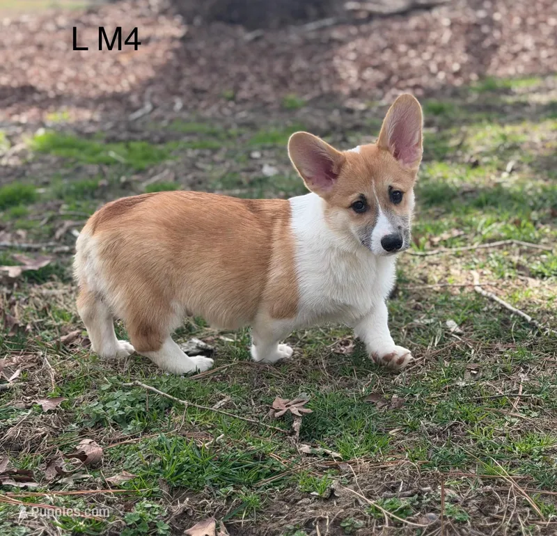 LM 4 – Pembroke Welsh Corgi puppy for sale in Spring Hope, NC