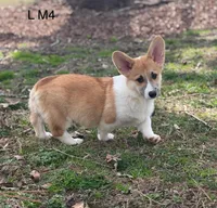LM 4, a male Pembroke Welsh Corgi for sale in Spring Hope, NC – Photo 2 of 6