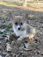 LM 3, a male Pembroke Welsh Corgi for sale in Spring Hope, NC – Photo 5 of 8