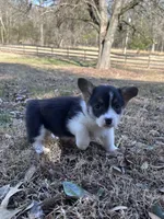 L F1, a female Pembroke Welsh Corgi for sale in Spring Hope, NC – Photo 1 of 8