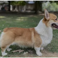 L F1, a female Pembroke Welsh Corgi for sale in Spring Hope, NC – Photo 6 of 6