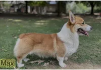 L F1, a female Pembroke Welsh Corgi for sale in Spring Hope, NC – Photo 7 of 8