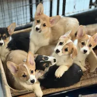 L F1, a female Pembroke Welsh Corgi for sale in Spring Hope, NC – Photo 4 of 6