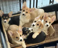 L F1, a female Pembroke Welsh Corgi for sale in Spring Hope, NC – Photo 6 of 8