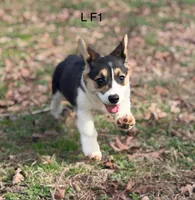 L F1, a female Pembroke Welsh Corgi for sale in Spring Hope, NC – Photo 3 of 6