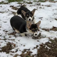 L F1, a female Pembroke Welsh Corgi for sale in Spring Hope, NC – Photo 1 of 6