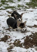 L F1, a female Pembroke Welsh Corgi for sale in Spring Hope, NC – Photo 3 of 8