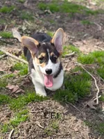 L F1, a female Pembroke Welsh Corgi for sale in Spring Hope, NC – Photo 2 of 6