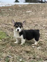 L F1, a female Pembroke Welsh Corgi for sale in Spring Hope, NC – Photo 2 of 8