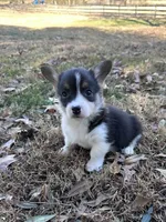 L F1, a female Pembroke Welsh Corgi for sale in Spring Hope, NC – Photo 4 of 8
