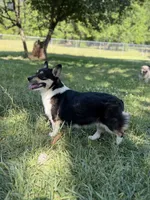 LM red, a male Pembroke Welsh Corgi for sale in Spring Hope, NC – 5 of 5