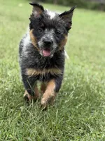 River B2 , a male Australian Cattle Dog for sale in Spring Hope, NC – 2 of 6