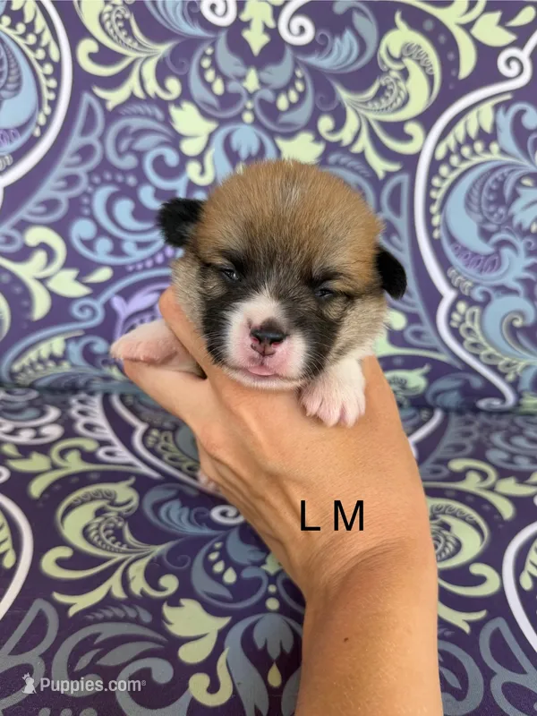 LM red – Pembroke Welsh Corgi puppy for sale in Spring Hope, NC