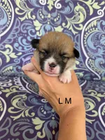 LM red, a male Pembroke Welsh Corgi for sale in Spring Hope, NC – 1 of 5