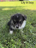 LM tri, a male Pembroke Welsh Corgi for sale in Spring Hope, NC – 2 of 7