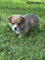 KM1, a male Pembroke Welsh Corgi for sale in Spring Hope, NC – 3 of 8