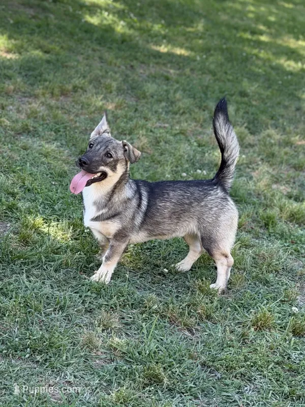 Ursula M 3 – Swedish Vallhund puppy for sale in Spring Hope, NC